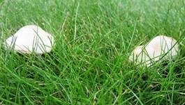 Wiesenzwergchampignon, Foto 37