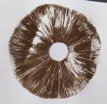 Wiesenzwergchampignon, Foto 38