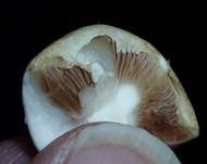 Wiesenzwergchampignon, Foto 6