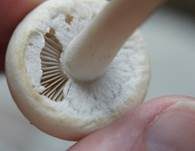 Wiesenzwergchampignon, Foto 7