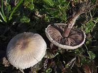 Wiesenzwergchampignon, Foto 8