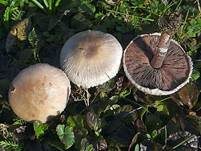 Wiesenzwergchampignon, Foto 9