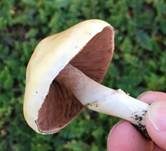 Wiesenzwergchampignon, Foto 10