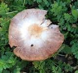 Wiesenzwergchampignon, Foto 11
