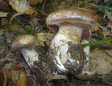 Wildschweingürtelfuß, Foto 2
