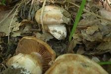 Wildschweingürtelfuß, Foto 9