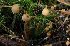 Wildschweinlosung-Faserling, Foto 17