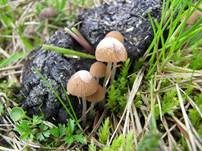 Wildschweinlosung-Faserling, Foto 19