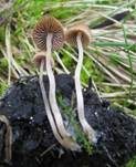 Wildschweinlosung-Faserling, Foto 21