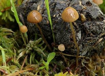 Wildschweinlosung-Faserling, Foto 4