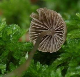 Wildschweinlosung-Faserling, Foto 5