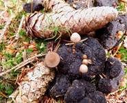 Wildschweinlosung-Faserling, Foto 7