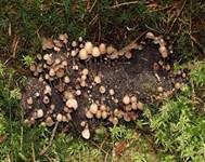 Wildschweinlosung-Faserling, Foto 10