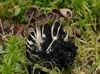 Wildschweinlosung-Faserling, Foto 11