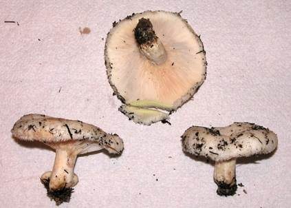 Wimpernmilchling, Foto 2