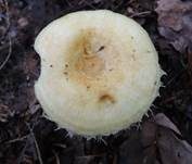 Wimpernmilchling, Foto 5