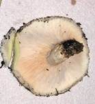 Wimpernmilchling, Foto 8