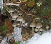 Winterhelmling, Foto 13