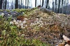 Winterhelmling, Foto 22