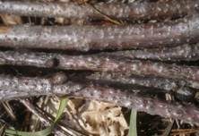 Winter-Kernpilz, Foto 5