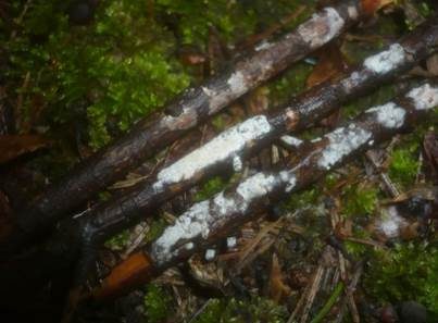 Winter-Kugelsporwachskruste, Foto 5