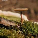 Winterporling, Foto 17