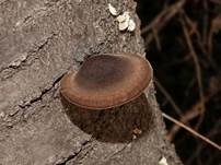 Winterporling, Foto 21