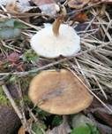 Winterporling, Foto 37