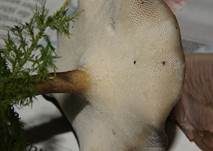 Winterporling, Foto 40
