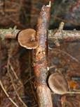 Winterporling, Foto 43