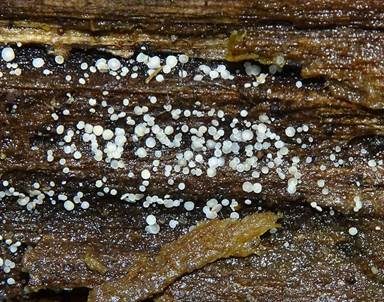 Winzighaariges Hyalinbecherchen, Foto 3