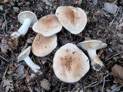 Wohlriechender Trichterling, Foto 2