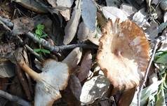 Wohlriechender Trichterling, Foto 12