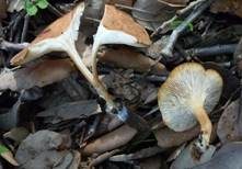 Wohlriechender Trichterling, Foto 14