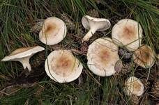 Wohlriechender Trichterling, Foto 6