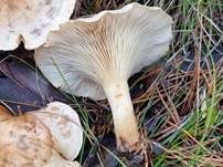 Wohlriechender Trichterling, Foto 7