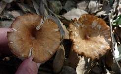 Wohlriechender Trichterling, Foto 10