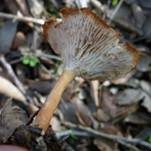 Wohlriechender Trichterling, Foto 11