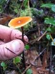 Brauner Glöckchennabeling, Foto 6