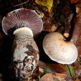 Wohlriechender Gürtelfuß, Foto 5