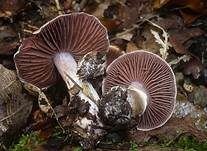 Wohlriechender Gürtelfuß, Foto 7
