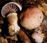 Wohlriechender Gürtelfuß, Foto 11