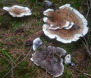 Wohlriechender Korkstacheling, Foto 2