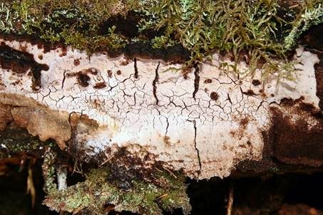 Wohlriechender Schichtpilz, Foto 2