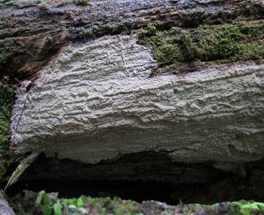 Wohlriechender Schichtpilz, Foto 3