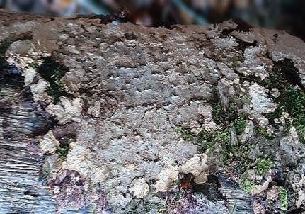 Wohlriechender Schichtpilz, Foto 5