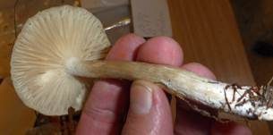 Wohlriechender Schneckling, Foto 17