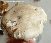 Wohlriechender Schneckling, Foto 24