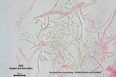 Wohlriechender Schneckling, Foto 36