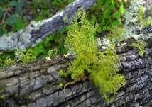 Wolfsflechte, Foto 12